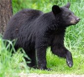 Florida Black Bear presentation, March 23