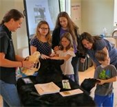 Free Black Bear presentation