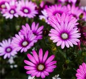 City offers landscaping grants