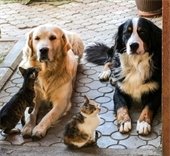 City spay and neuter pet ordinance