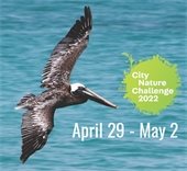 Join in the City Nature Challenge